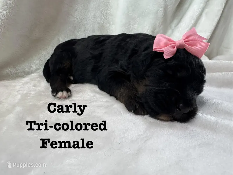 Carly – Bernedoodle puppy for sale in Marion, VA