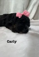 Carly, a female Bernedoodle for sale in Marion, VA – 6 of 7