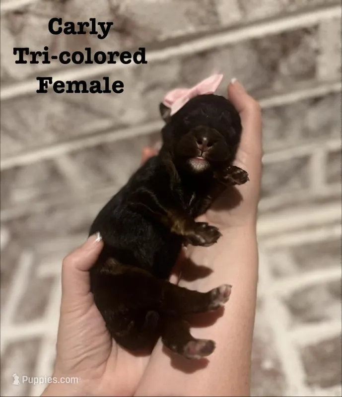 Carly – Bernedoodle puppy for sale in Marion, VA