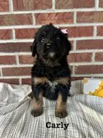 Carly, a female Bernedoodle for sale in Marion, VA – 2 of 7