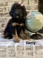 Carly, a female Bernedoodle for sale in Marion, VA – 1 of 7