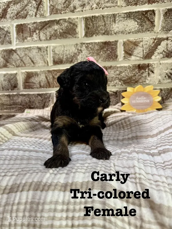 Carly – Bernedoodle puppy for sale in Marion, VA