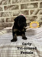 Carly, a female Bernedoodle for sale in Marion, VA – 4 of 7
