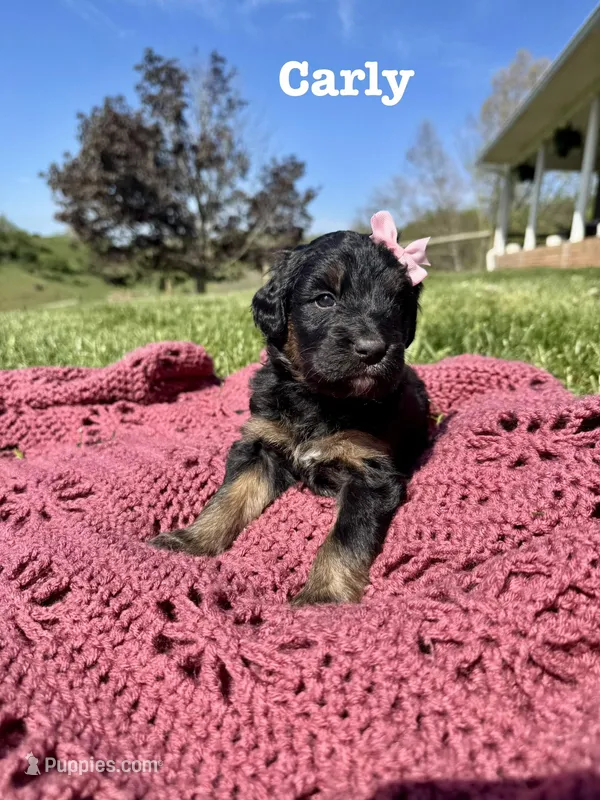 Carly – Bernedoodle puppy for sale in Marion, VA