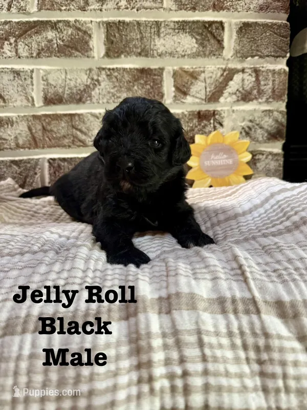 Jelly Roll – Bernedoodle puppy on hold in Marion, VA