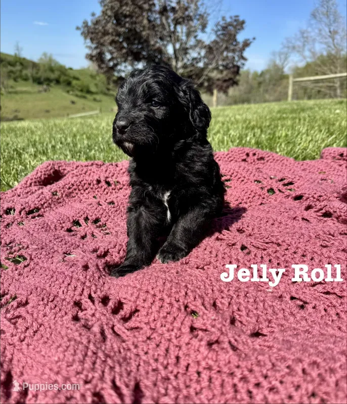 Jelly Roll – Bernedoodle puppy on hold in Marion, VA