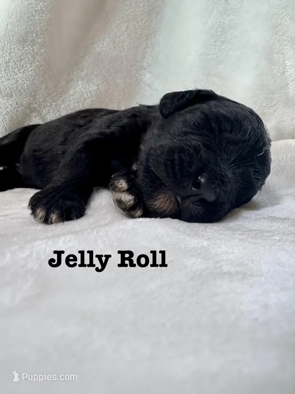 Jelly Roll – Bernedoodle puppy on hold in Marion, VA
