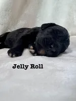 Jelly Roll, a male Bernedoodle for sale in Marion, VA – 3 of 5