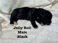 Jelly Roll, a male Bernedoodle for sale in Marion, VA – 4 of 5