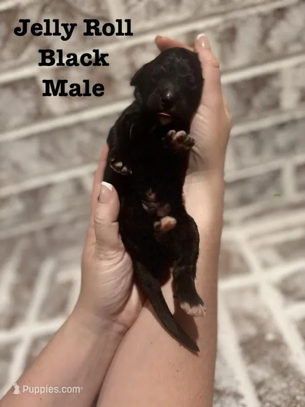 Jelly Roll – Bernedoodle puppy for sale in Marion, VA