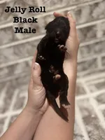 Jelly Roll, a male Bernedoodle for sale in Marion, VA – 5 of 5