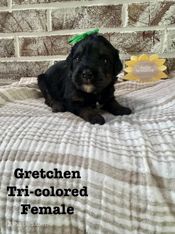 Gretchen – Bernedoodle puppy for sale in Marion, VA