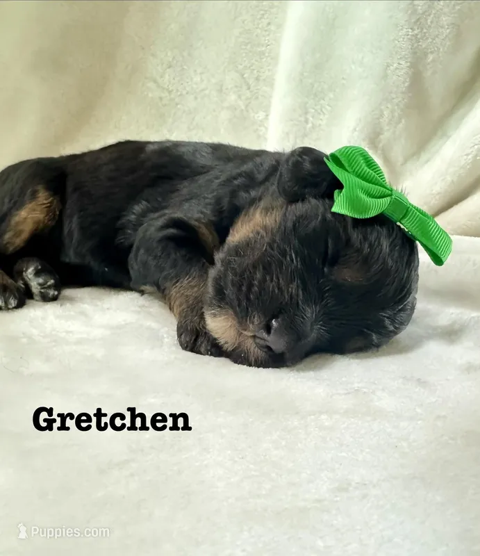 Gretchen – Bernedoodle puppy for sale in Marion, VA