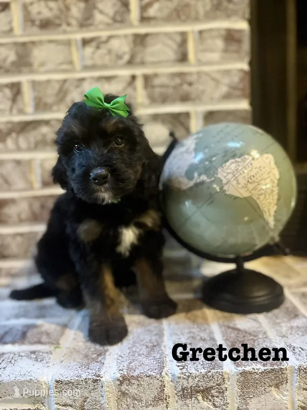 Gretchen – Bernedoodle puppy for sale in Marion, VA