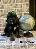 Gretchen, a female Bernedoodle for sale in Marion, VA – 1 of 8