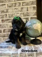 Gretchen, a female Bernedoodle for sale in Marion, VA – 2 of 8