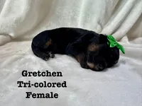 Gretchen, a female Bernedoodle for sale in Marion, VA – 8 of 8