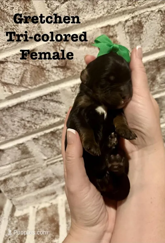 Gretchen – Bernedoodle puppy for sale in Marion, VA