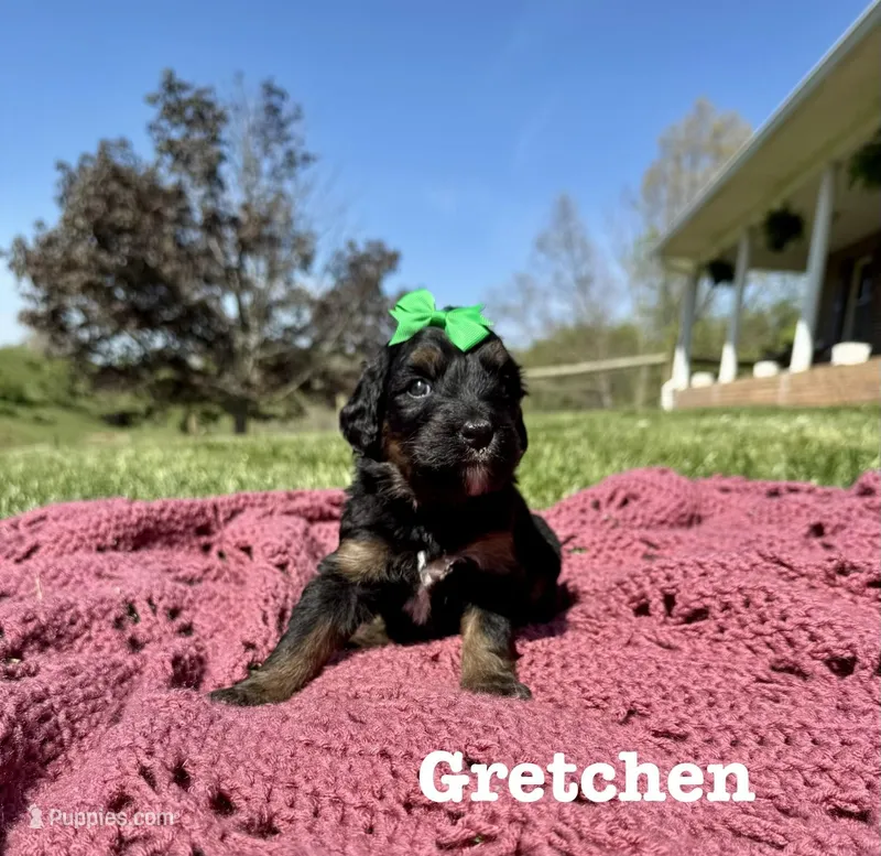 Gretchen – Bernedoodle puppy for sale in Marion, VA