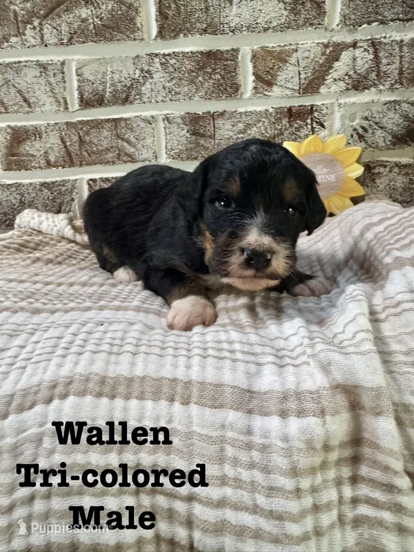 Wallen – Bernedoodle puppy on hold in Marion, VA