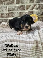 Wallen, a male Bernedoodle for sale in Marion, VA – 2 of 5