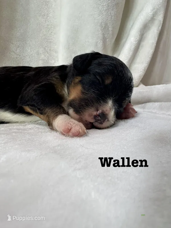 Wallen – Bernedoodle puppy on hold in Marion, VA