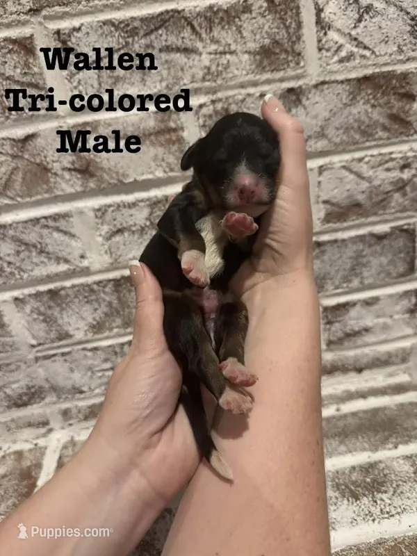 Wallen – Bernedoodle puppy for sale in Marion, VA