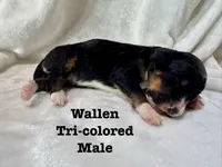 Wallen, a male Bernedoodle for sale in Marion, VA – 4 of 5