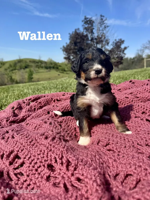 Wallen – Bernedoodle puppy on hold in Marion, VA