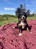 Wallen, a male Bernedoodle for sale in Marion, VA – 1 of 5
