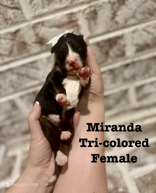 MIranda – Bernedoodle puppy for sale in Marion, VA