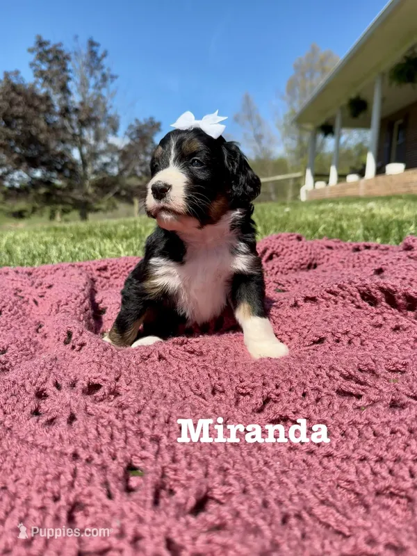 Miranda – Bernedoodle puppy for sale in Marion, VA