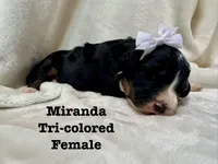 Miranda, a female Bernedoodle for sale in Marion, VA – 5 of 7