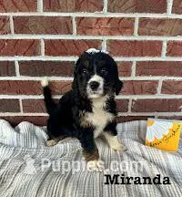 Miranda – Bernedoodle puppy for sale in Marion, VA