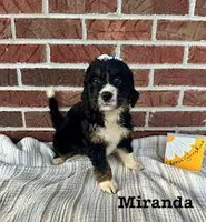 Miranda, a female Bernedoodle for sale in Marion, VA – 2 of 7