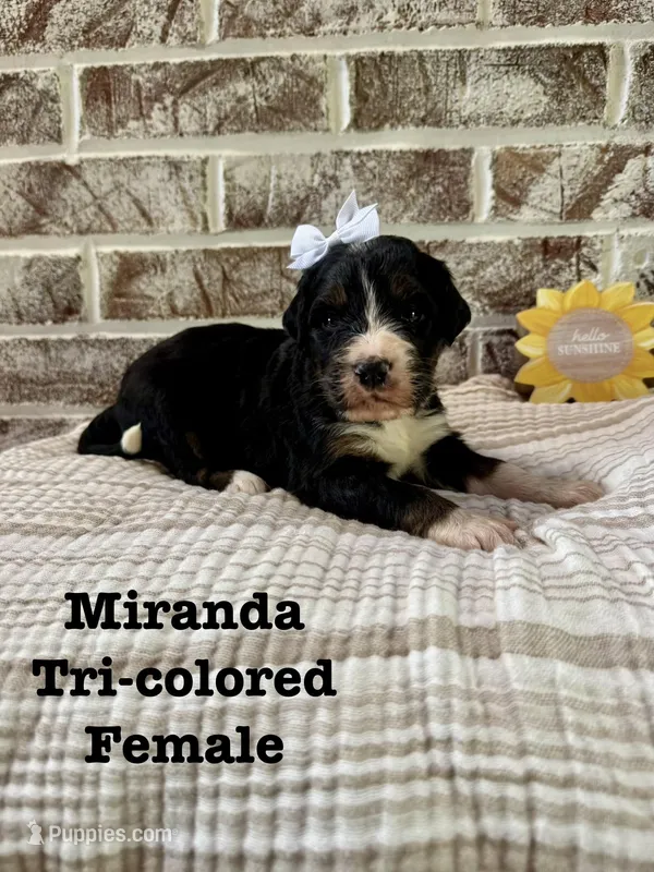 Miranda – Bernedoodle puppy for sale in Marion, VA