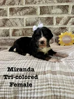 Miranda, a female Bernedoodle for sale in Marion, VA – 4 of 7