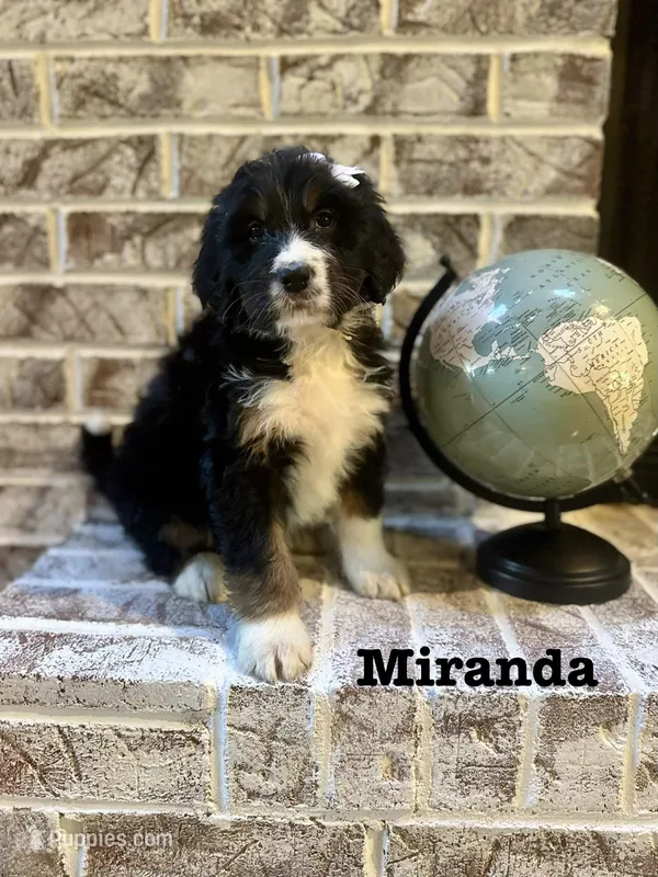 Miranda – Bernedoodle puppy for sale in Marion, VA