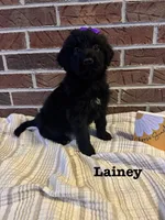 Lainey , a female Bernedoodle for sale in Marion, VA – 2 of 7