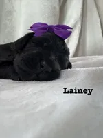 Lainey , a female Bernedoodle for sale in Marion, VA – 6 of 7