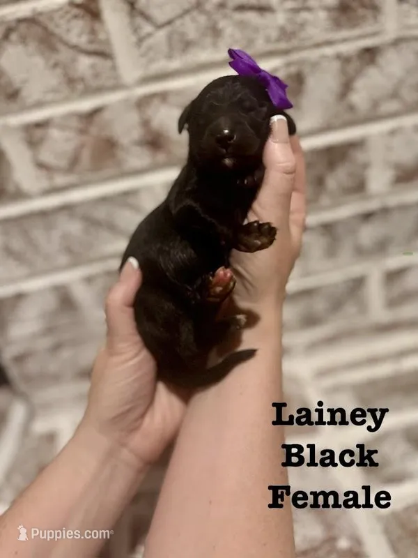 Lainey  – Bernedoodle puppy for sale in Marion, VA