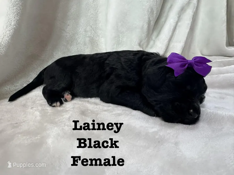 Lainey  – Bernedoodle puppy for sale in Marion, VA