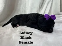 Lainey , a female Bernedoodle for sale in Marion, VA – 5 of 7