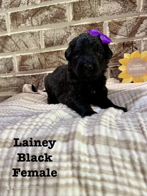 Lainey  – Bernedoodle puppy for sale in Marion, VA