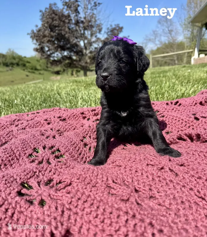 Lainey  – Bernedoodle puppy for sale in Marion, VA