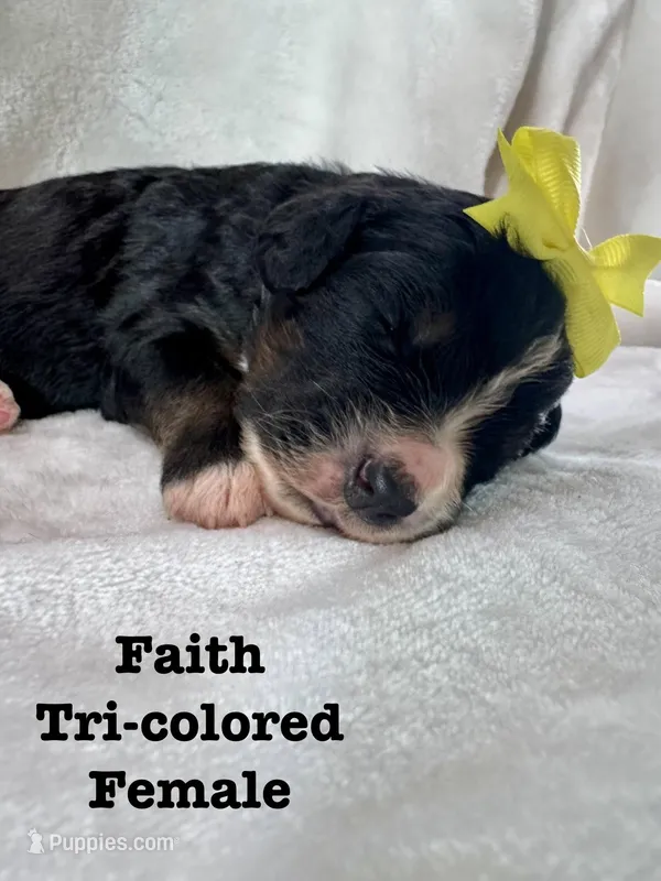 Faith  – Bernedoodle puppy for sale in Marion, VA