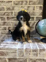Faith , a female Bernedoodle for sale in Marion, VA – 2 of 8