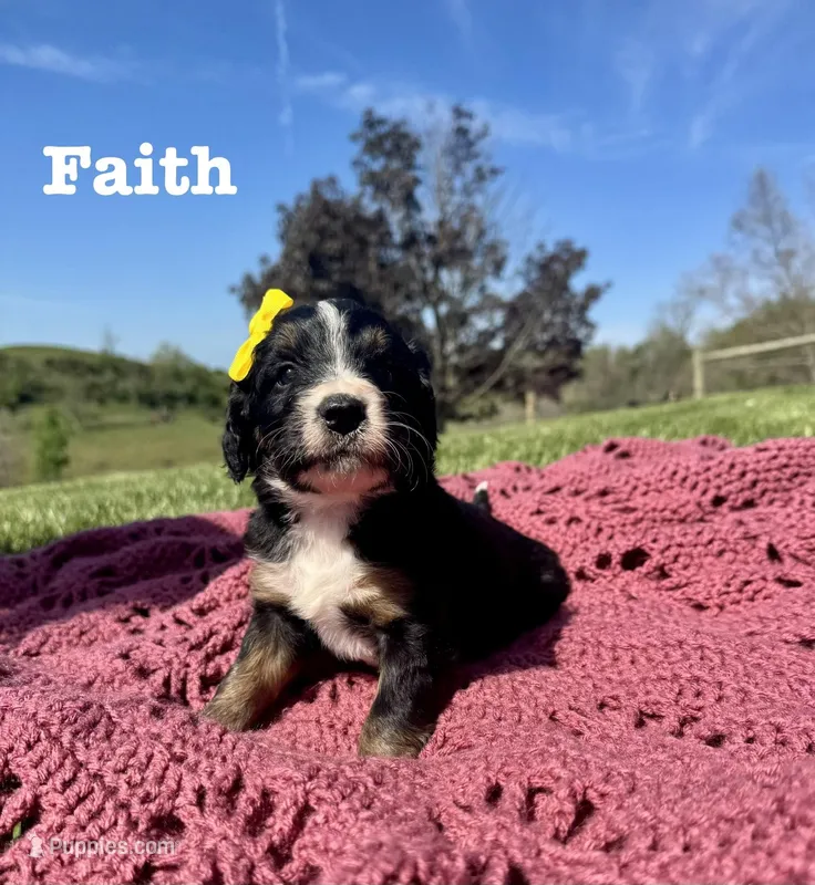 Faith  – Bernedoodle puppy for sale in Marion, VA