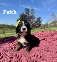 Faith , a female Bernedoodle for sale in Marion, VA – 4 of 8
