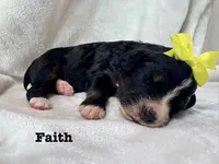 Faith , a female Bernedoodle for sale in Marion, VA – 7 of 8